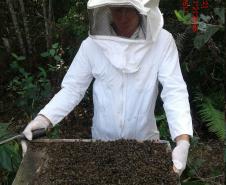 Agrotóxicos dizima abelhas em Turvo