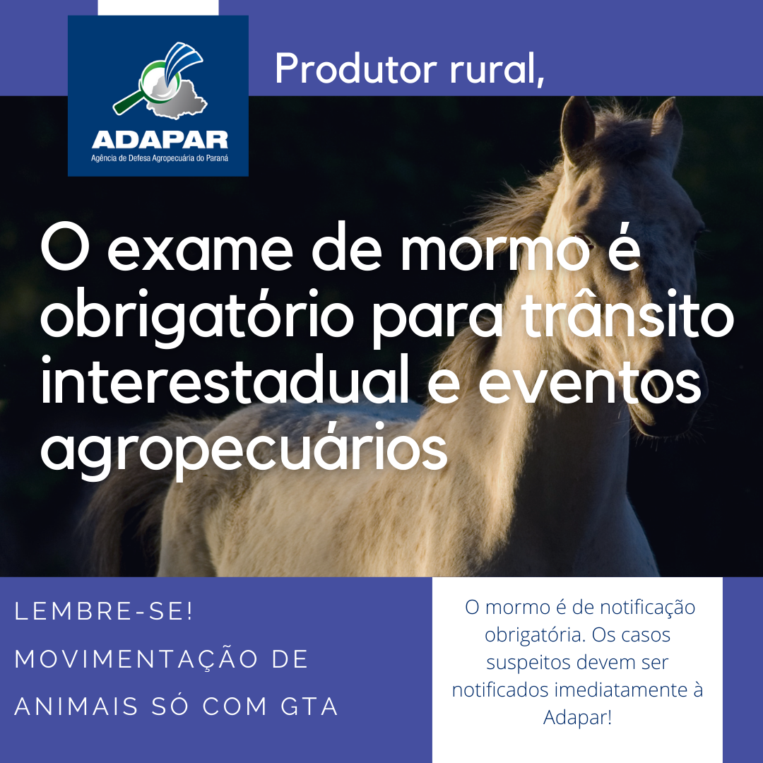 GTA_equideos
