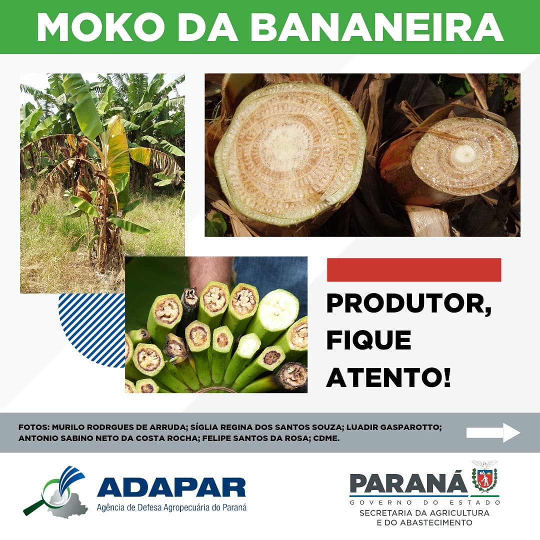 Moko da bananeira