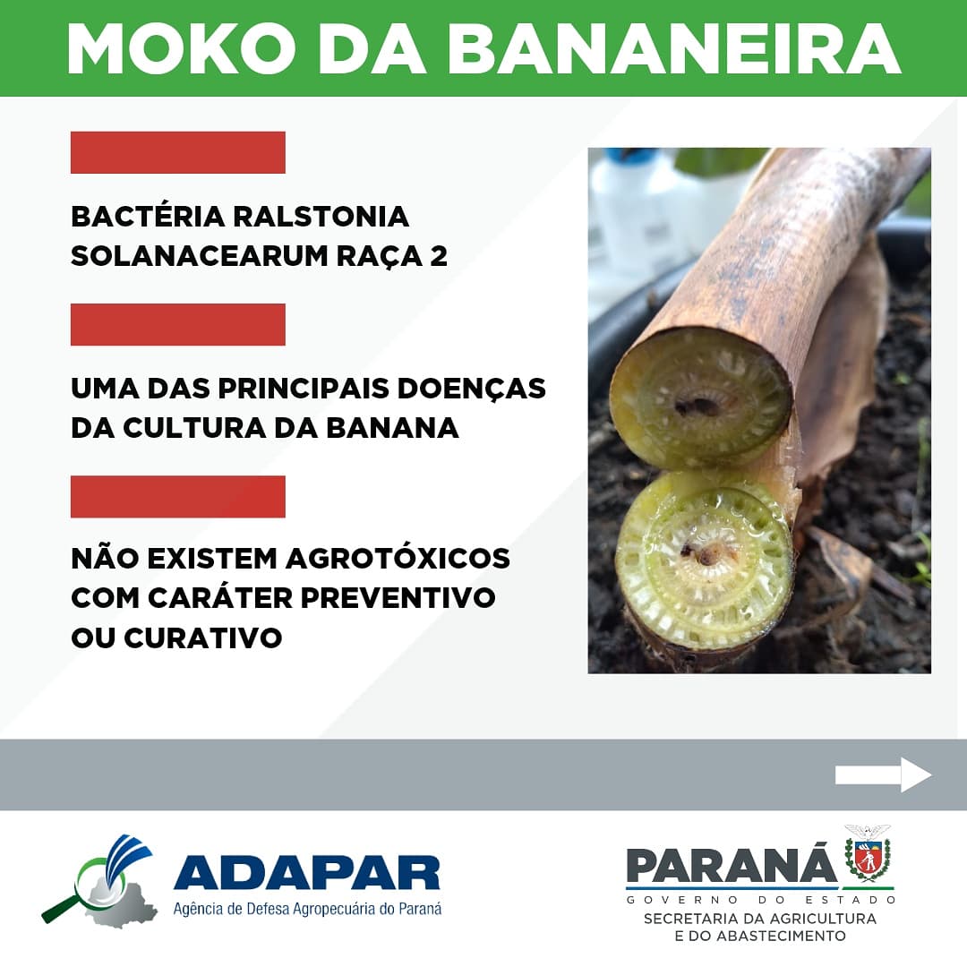 Moko da bananeira