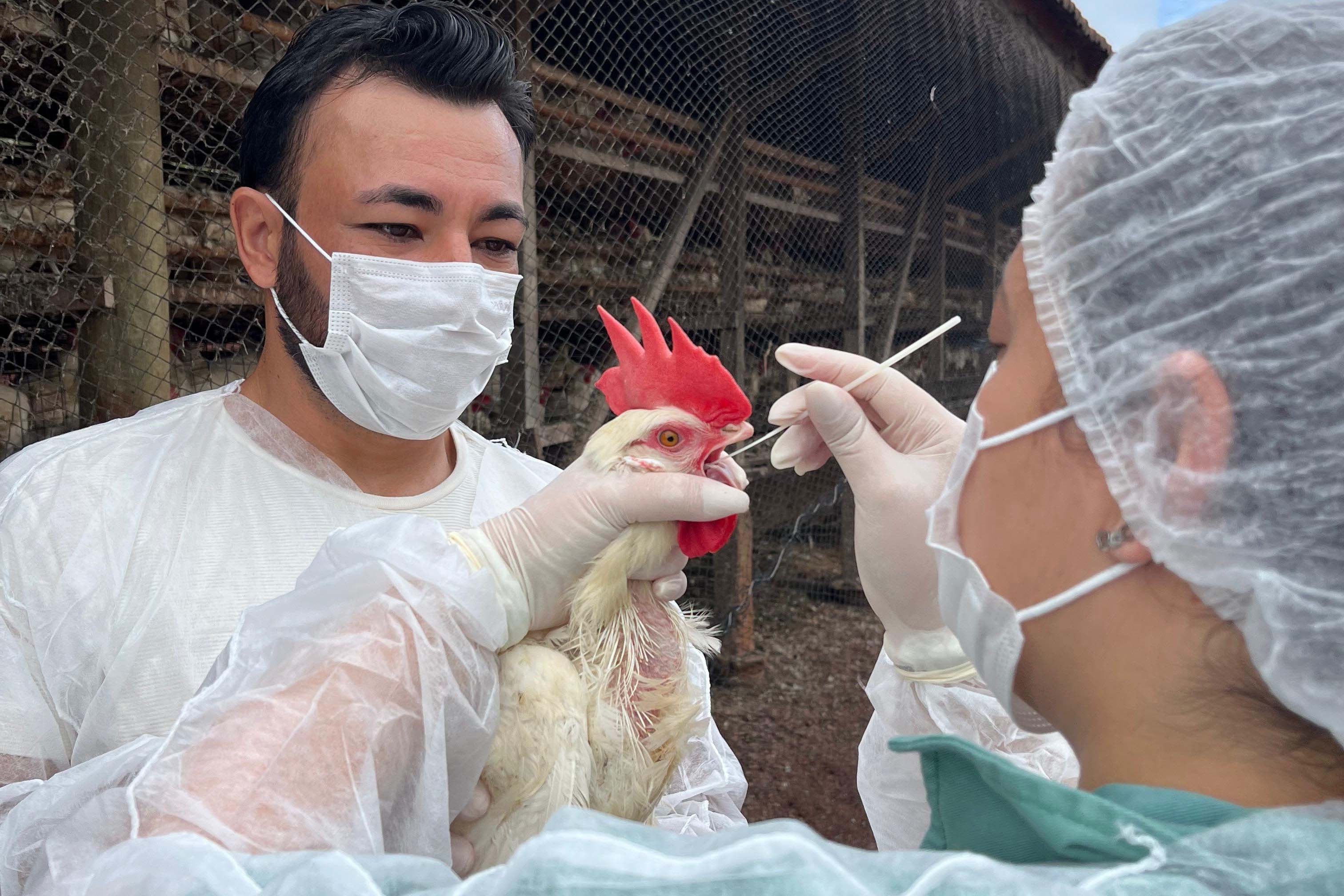 Adapar inicia novo cilclo de vigilância ativa para Influenza Aviária e Doença de Newcastle