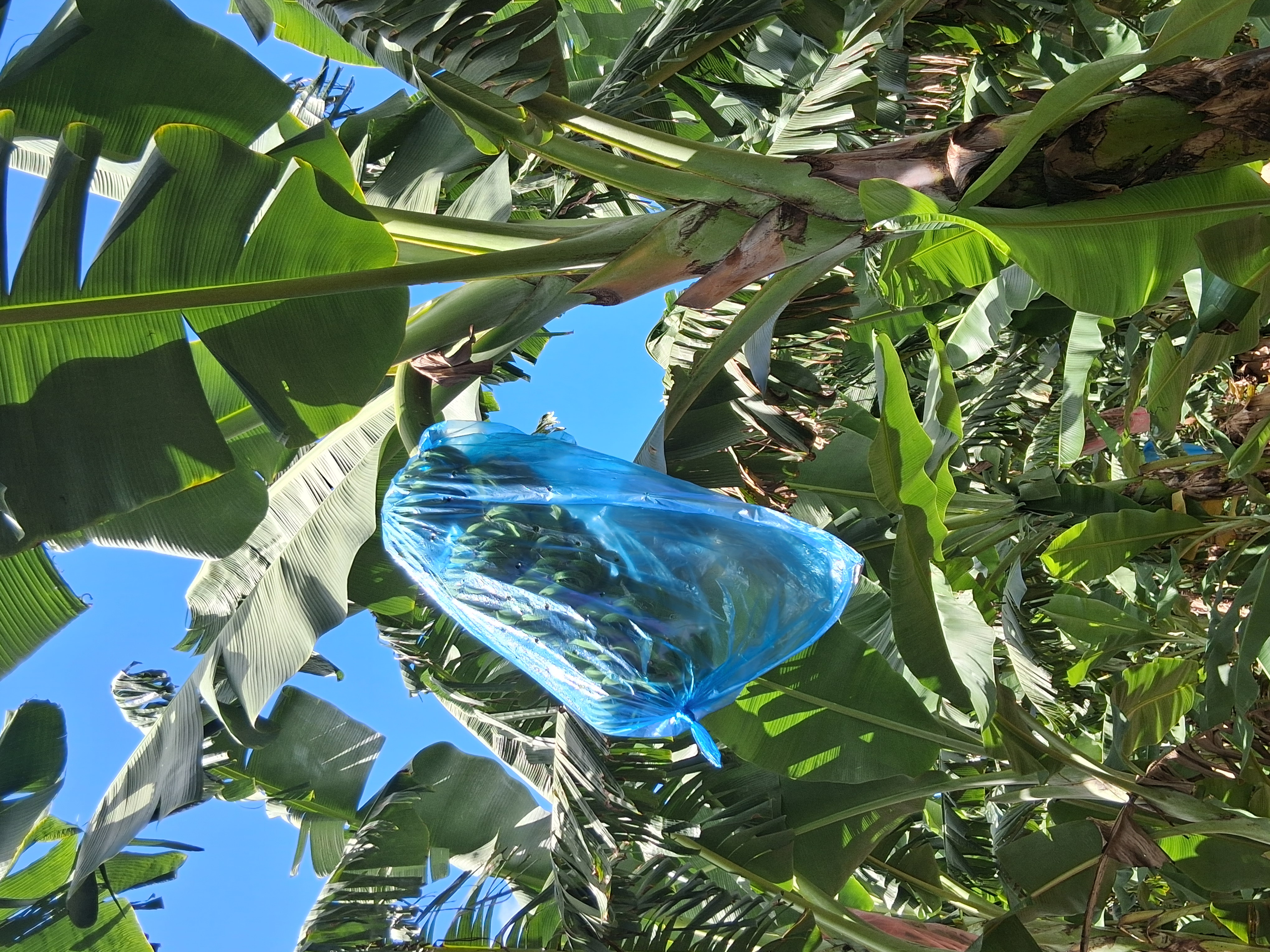 Ensacamento de cachos para proteção contra pragas e sol