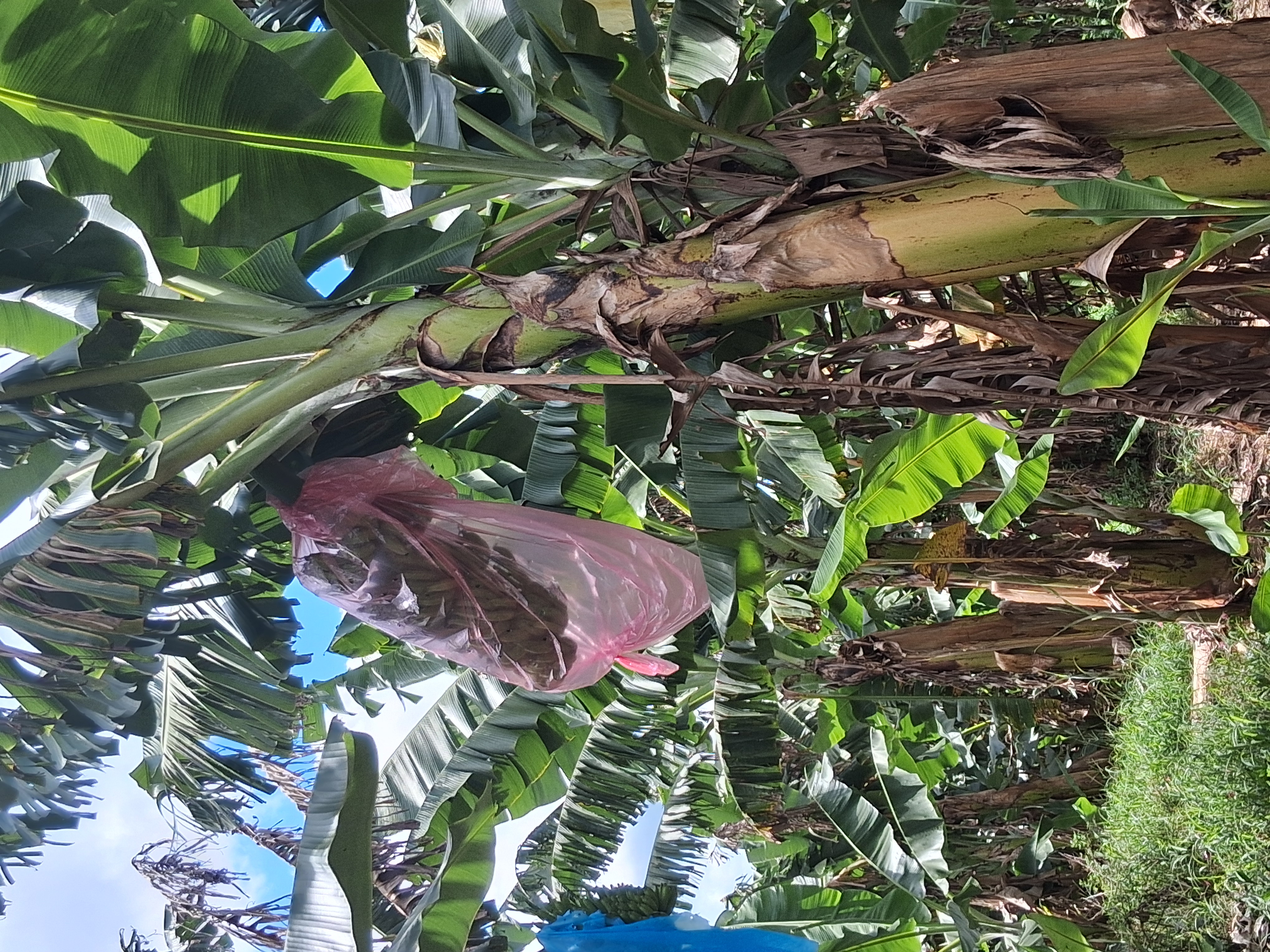 Ensacamento de cachos para proteção contra pragas e sol