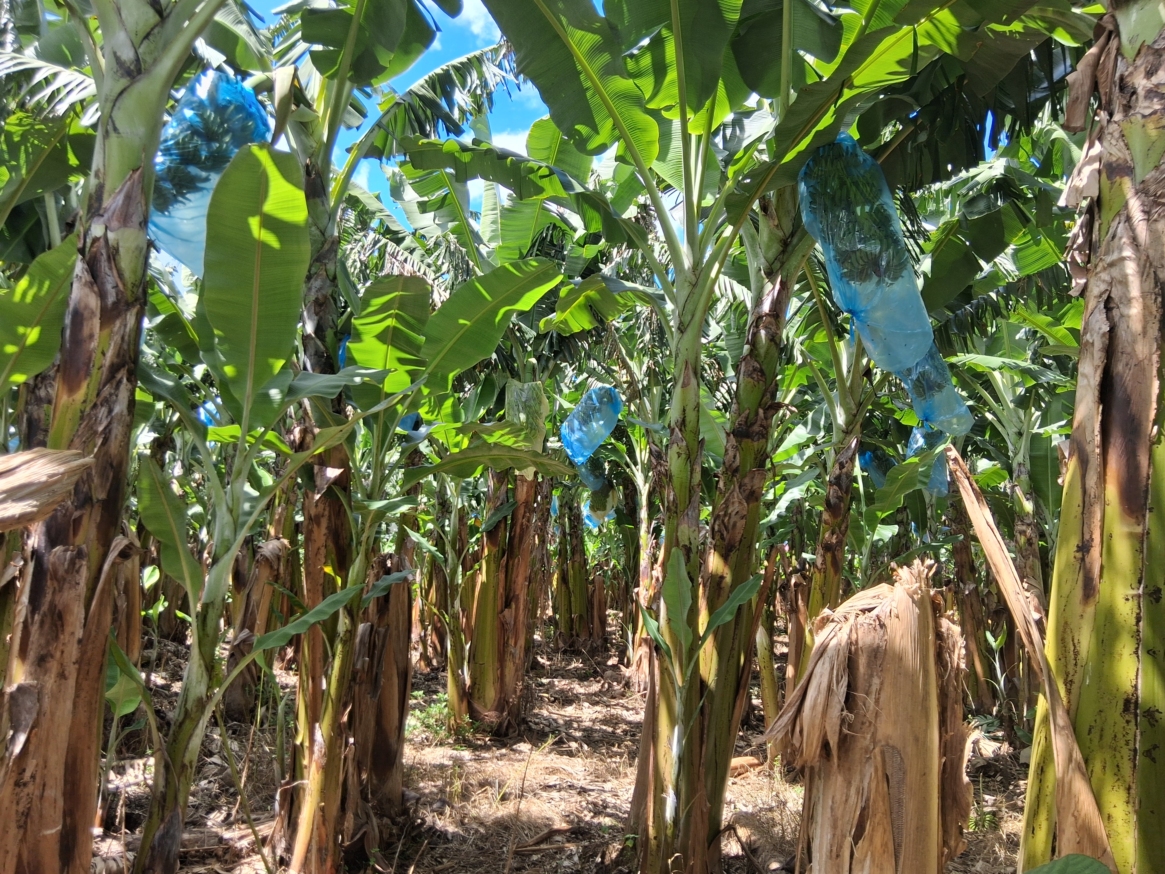 Bananal limpo e arejado para manter a sanidade e qualidade da produção