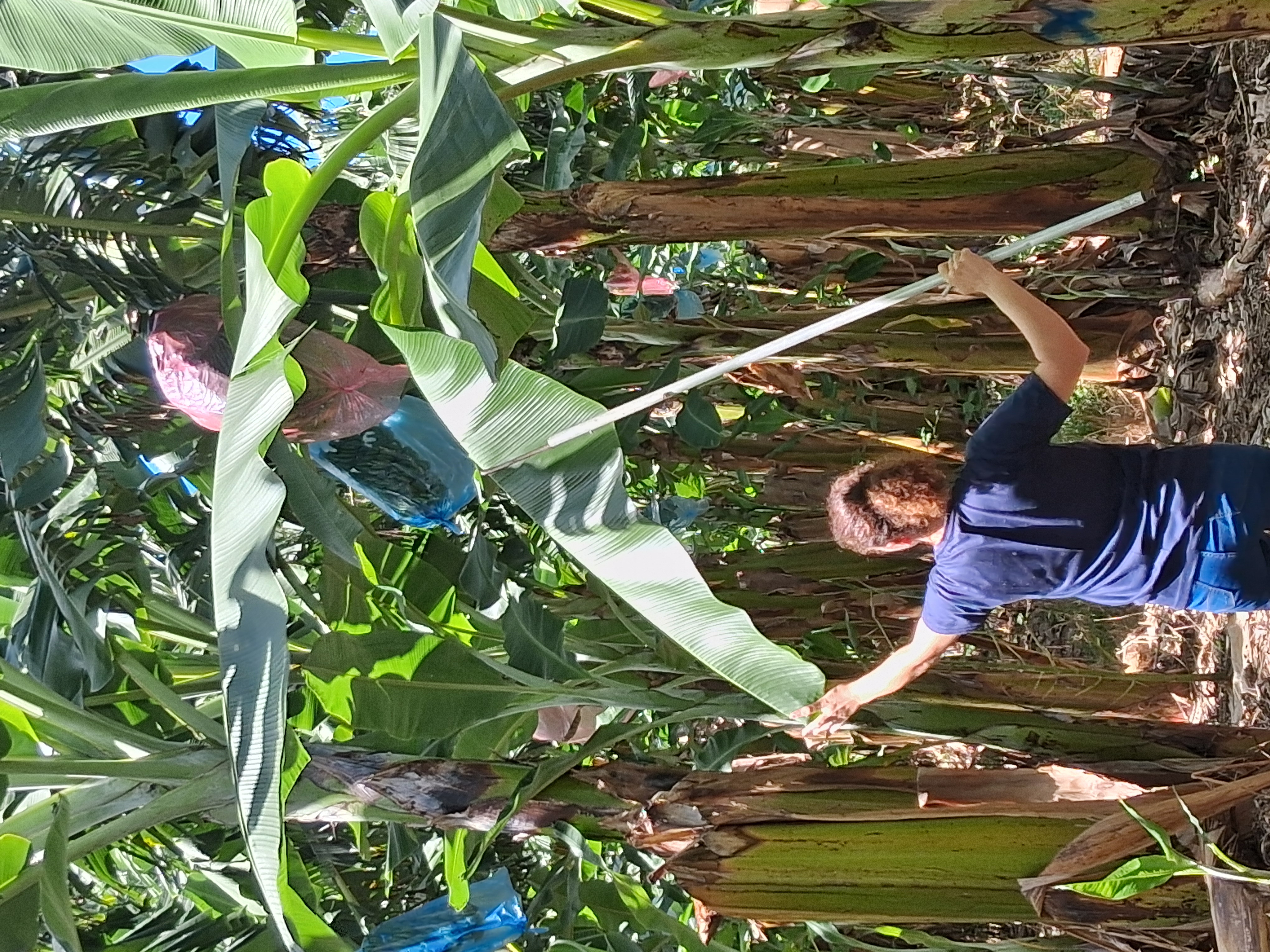 Inspeção para monitoramento de pragas e doenças