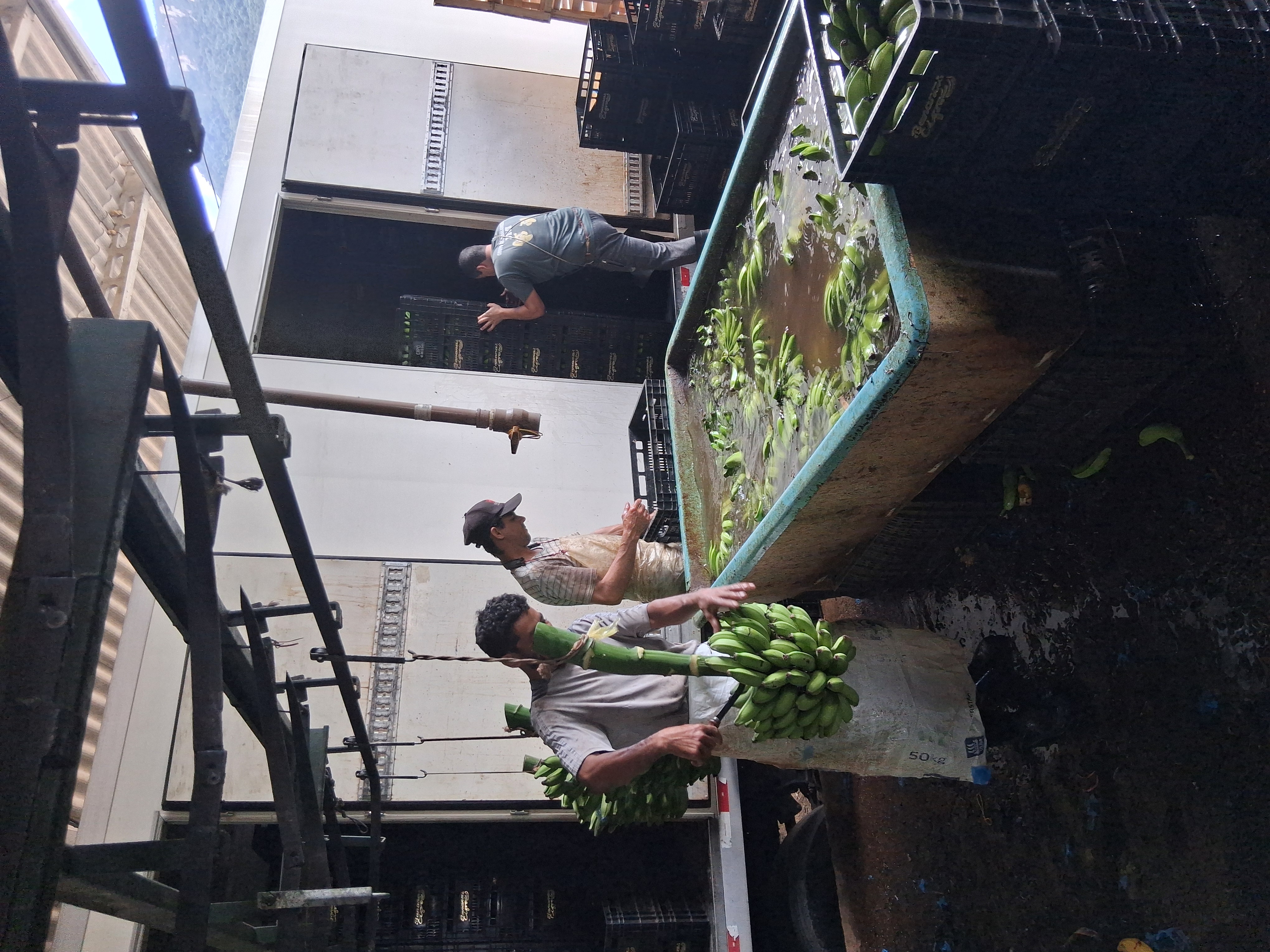 Higienização dos frutos pós-colheita para manter sua qualidade