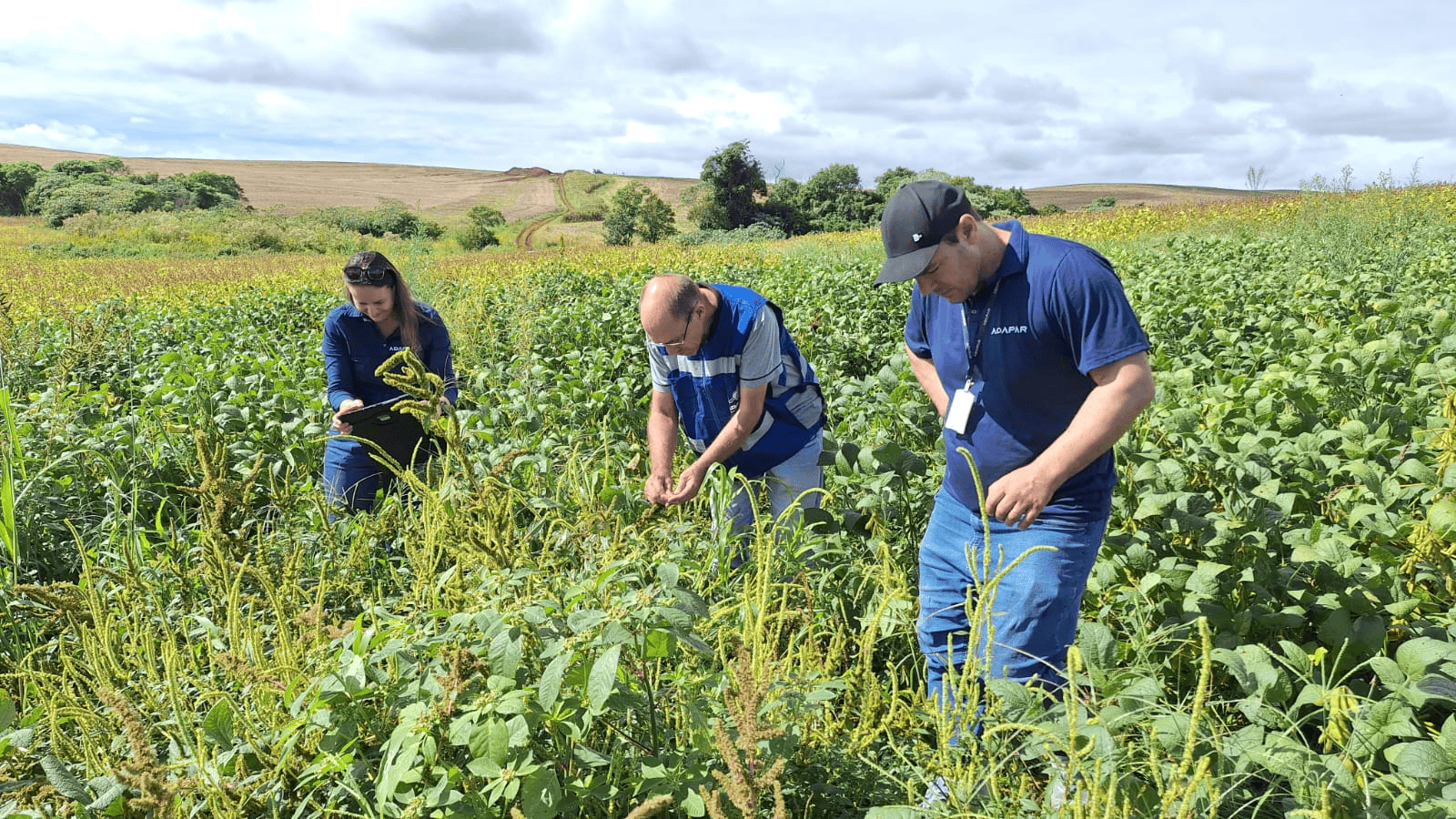Fiscalização integrada reforça monitoramento de planta daninha em divisa no Sul do Estado