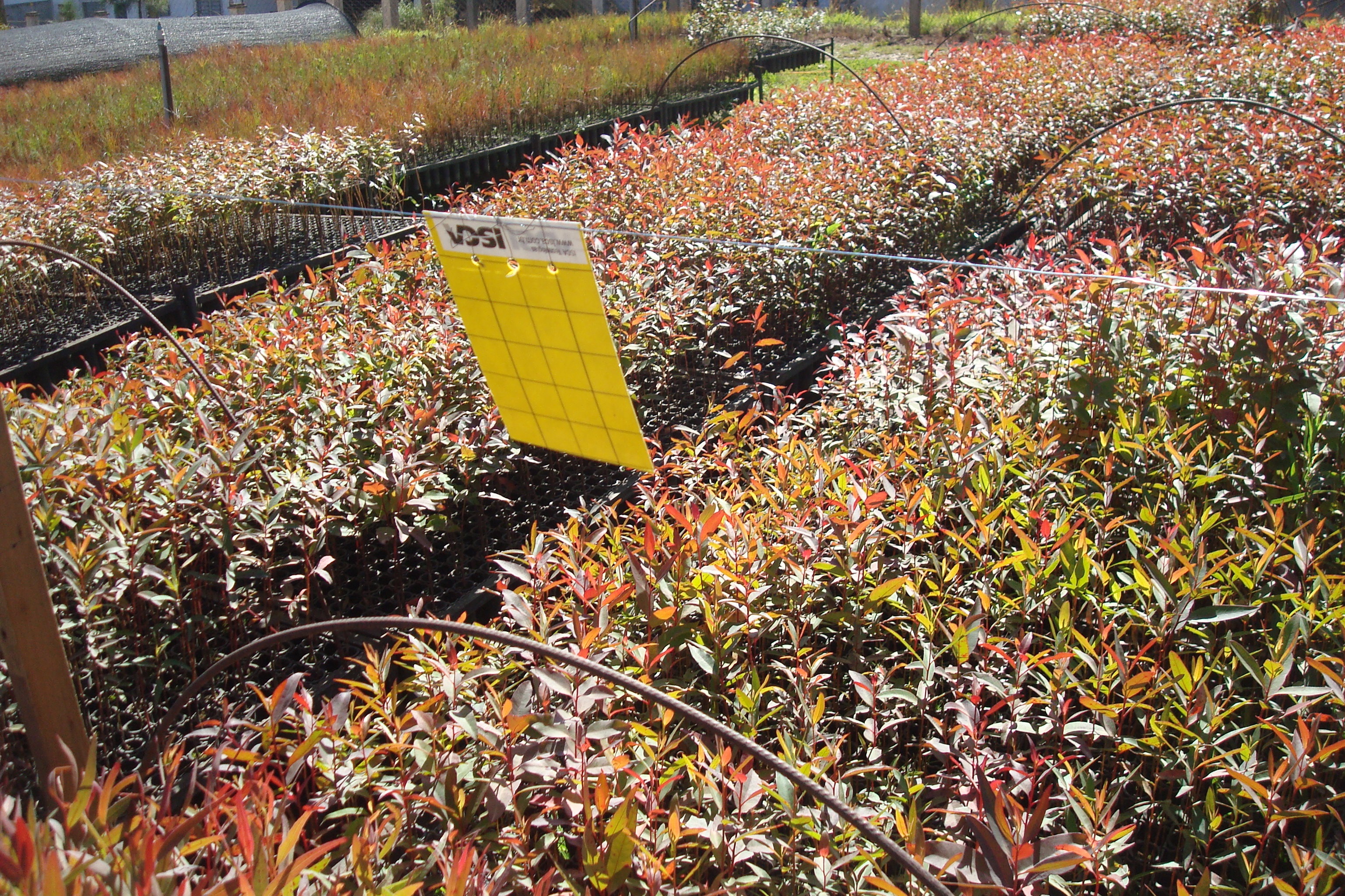 Viveiro de mudas florestais recuperado após infestação de vespa-da-galha