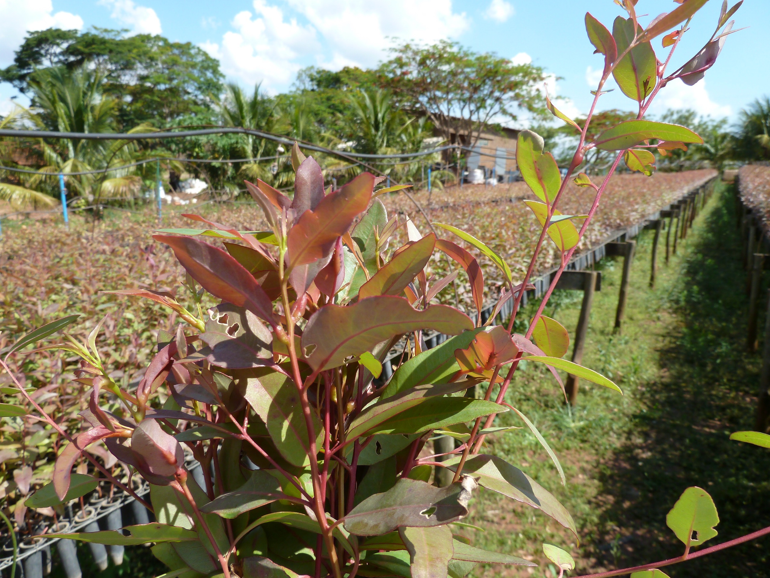 Infestação por vespa-da-galha