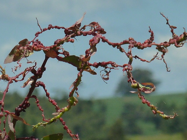 Mudas com severa infestação por vespa-da-galha