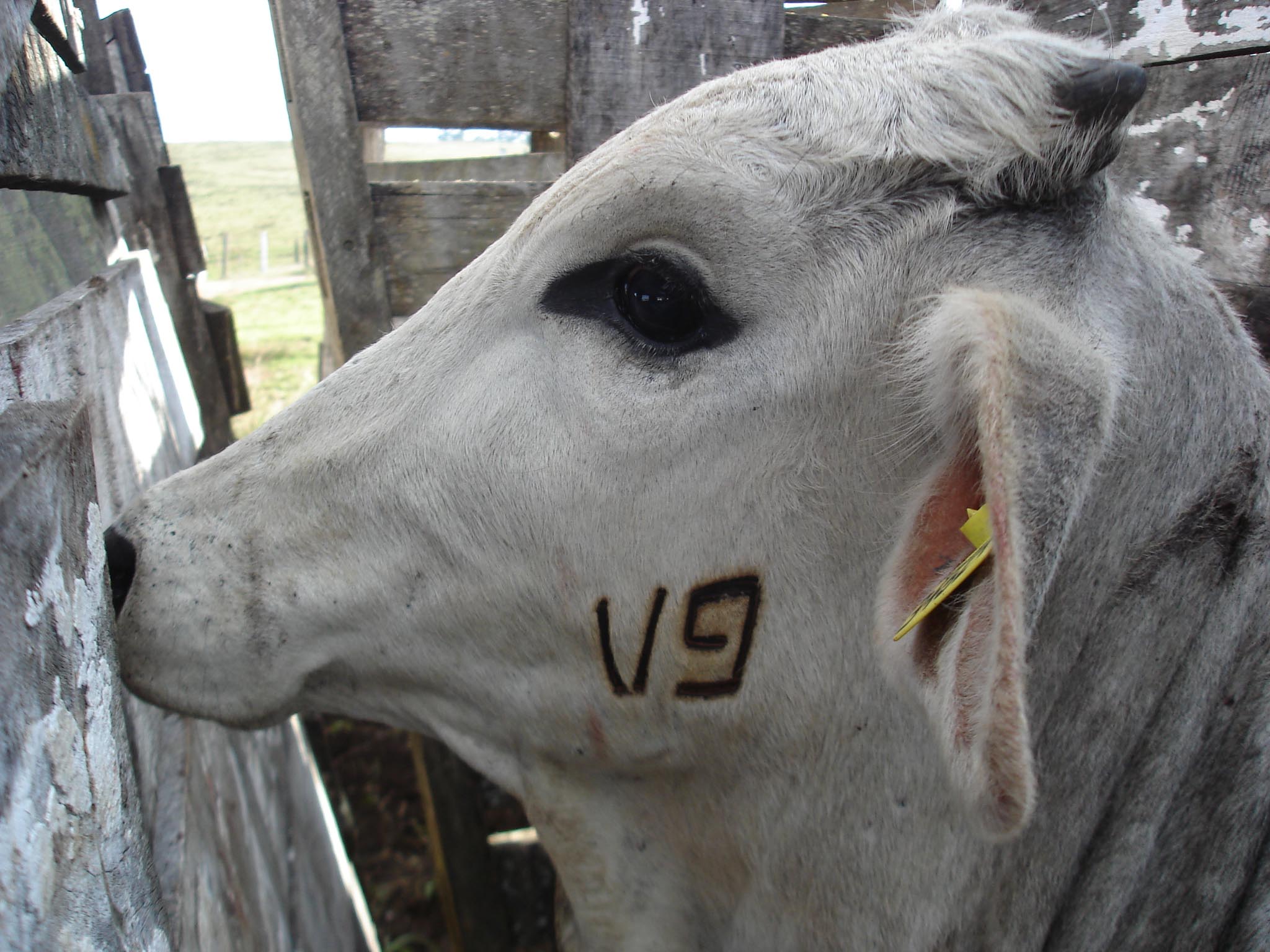 Consulta Pública Adapar1