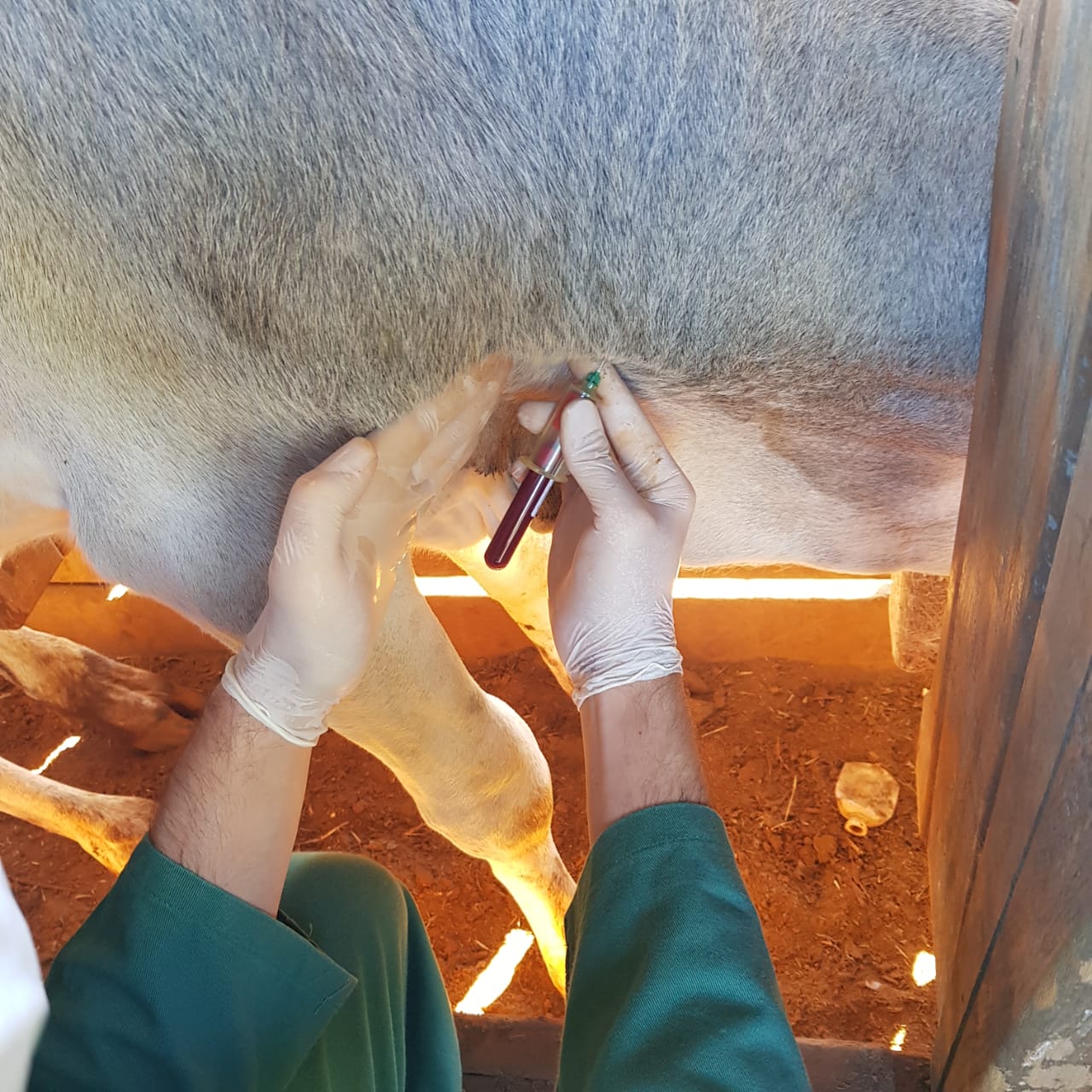 O inquérito servirá para comprovar que não há circulação viral de febre aftosa no Paraná