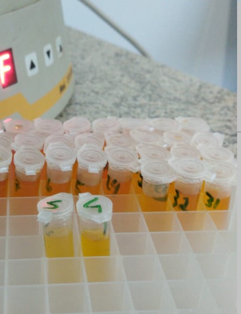 O inquérito servirá para comprovar que não há circulação viral de febre aftosa no Paraná