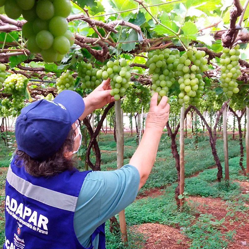 Ações de defesa vegetal garantem segurança alimentar na pandemia