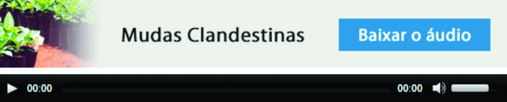 Mudas Clandestinas