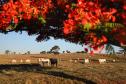 Paraná se beneficia do status do Brasil como território livre de febre aftosa sem vacinação