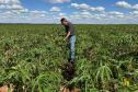 Adapar visita plantações e reforça orientações sobre vassoura-de-bruxa da mandioca
