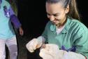 Adapar promove treinamento para controle de zoonoses em animais de produção