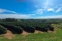 Adapar certifica produtores com Susaf e leva boas práticas do campo para a Expoingá