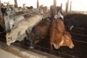 Após quase nove anos de embargos à exportação de carne bovina, o Paraná volta a exportar o produto para a Rússia