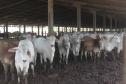 Após quase nove anos de embargos à exportação de carne bovina, o Paraná volta a exportar o produto para a Rússia. 