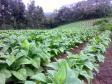 Plantação de Fumo