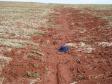 Sulco de Erosão em Plantio sem Manejo de Solos e Água