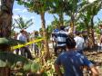 Adapar Promove Dia de Campo sobre Bananicultura em Guaratuba