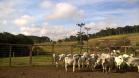 Dia de Campo vai apresentar exemplo de boas práticas agrícolas