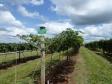 Dia de Campo Sobre a Cultura da Videira em Santa Tereza do Oeste