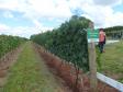 Dia de Campo Sobre a Cultura da Videira em Santa Tereza do Oeste