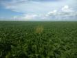 Evento sobre Erradicação da praga Amaranthus palmeri no Mato Grosso