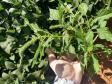 Amaranthus palmeri 