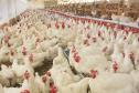 Avicultura: Adapar realiza treinamento para médicos veterinários em Palotina