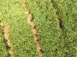 Sanidade Vegetal: Uso de Drones pela Adapar