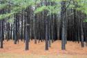 I Curso de atualização em pragas florestais 
