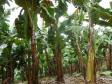 77º Curso de Certificação Fitossanitária de Origem e Consolidada - Banana e Uva
