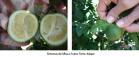 Sintomas em folhas e frutos