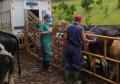 Mesmo em meio à pandemia de Covid-19, a Agência de Defesa Agropecuária do Paraná (Adapar) conseguiu manter seus trabalhos essenciais.