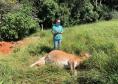 Mesmo em meio à pandemia de Covid-19, a Agência de Defesa Agropecuária do Paraná (Adapar) conseguiu manter seus trabalhos essenciais.