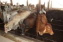 Paraná avança para retomar venda de carne para o Leste Europeu.