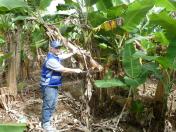 Trabalhos da Adapar garantem sanidade na cultura da Banana no Paraná