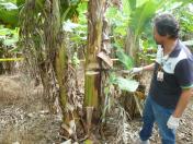 Trabalhos da Adapar garantem sanidade na cultura da banana no Paraná
