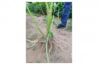 O Amaranthus palmeri é de crescimento rápido e extremamente agressivo. Há registro da presença em Mato Grosso e Mato Grosso do Sul. O produtor deve realizar monitoramento na propriedade e, em caso de suspeita de ocorrência, comunicar imediatamente a Adapar.