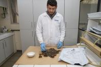 Técnicos do Tecpar analisam as amostras coletadas de abelhas mortas e favos para identificar se há resíduos de agrotóxicos. Foto: Hedeson Alves/Tecpar