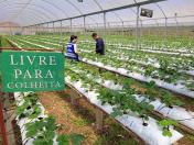 Propriedade Chácara Germinando | Ozanan Martins de Oliveira