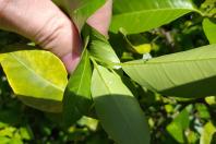 Fiscalização e reforço nas medidas de prevenção e controle do HLB (Huanglongbing) ou greening, uma das principais pragas que afetam os citros no mundo