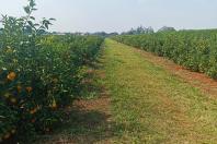 Fiscalização e reforço nas medidas de prevenção e controle do HLB (Huanglongbing) ou greening, uma das principais pragas que afetam os citros no mundo