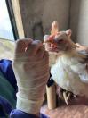Adapar encerra a vigilância ativa de aves 