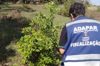 operação greening_adapar1